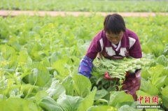 广西贵港：初冬田畴绿 蔬菜采